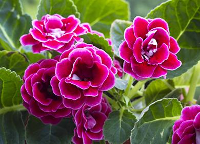 Pink gloxinia flowers