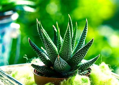 Beautiful potted havrotiya