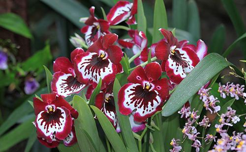 Red Miltonia Flowers
