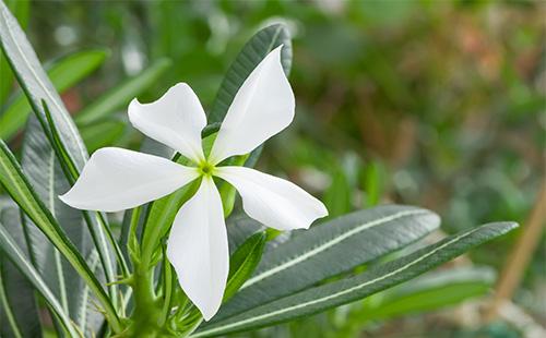Pachypodium flower