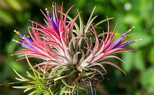 Tillandsia flower