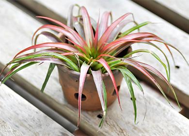 Potted tillandsia
