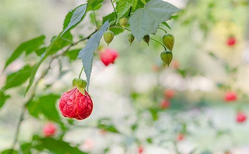 Red Abutilon Flowers