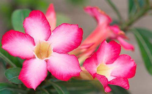 Splendor of the Desert Rose