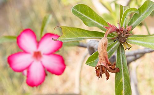 Wilted desert rose flower