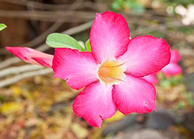 Large Raspberry Adenium Flower