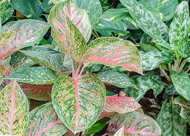 Green leaves of aglaonema