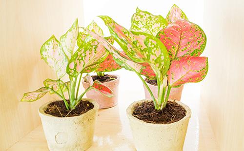 Aglaonema in a pot