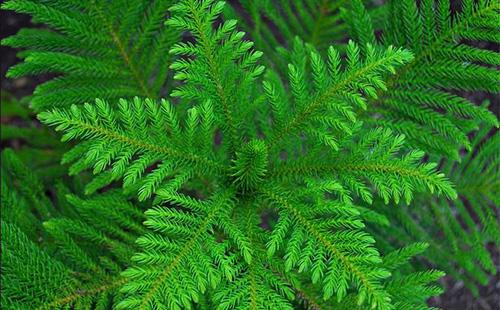 Araucaria - home spruce