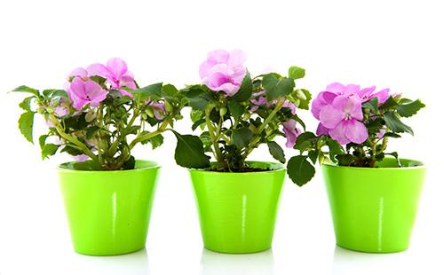 Balsamins in green pots