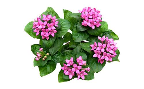 Bouvardia on a white background