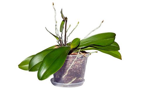Orchid propagation