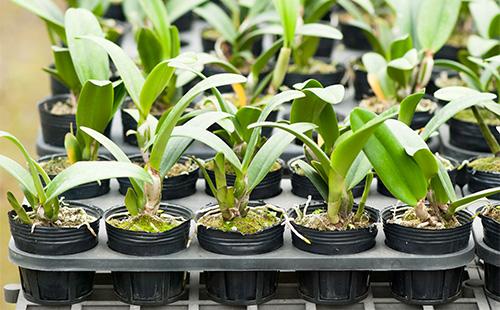 Potted Orchid Sprouts