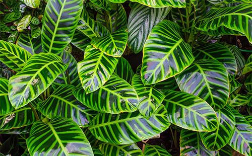 Green leaves of diephenbachia