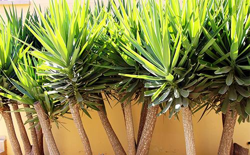 Dracaena trunks