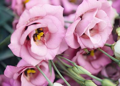 Pink decorative flowers