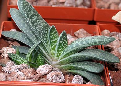 Gasteria succulent
