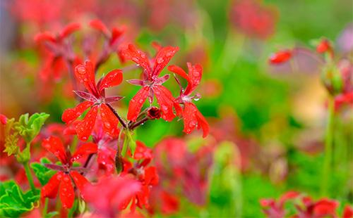 Geranium flowers