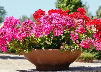 Geranium in a big pot
