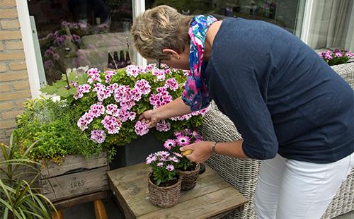 Woman looks at geraniums