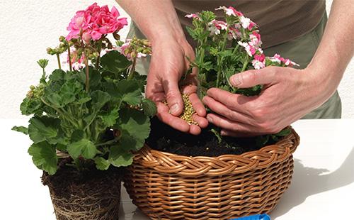 Geranium fertilizer