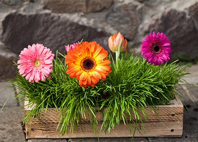 Gerbera in a pot