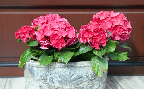 Red hydrangea flowers