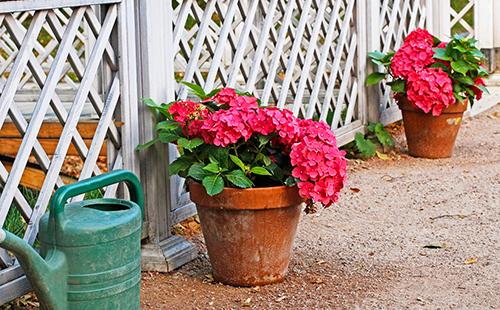 Pink hydrangea sunbathing