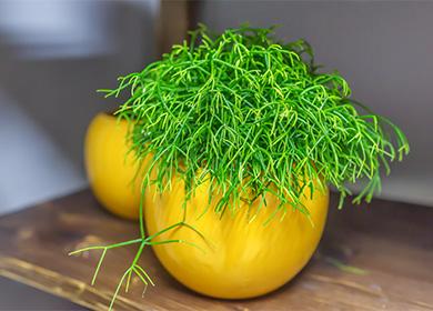 Hatiora in the yellow pot