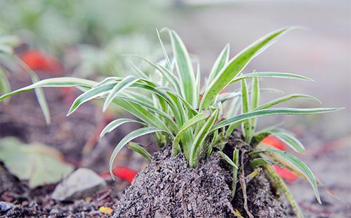 Chlorophytum in the garden