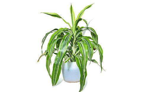 Dracaena on a white background