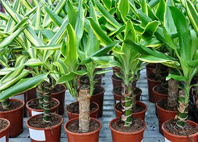 Potted dracaena