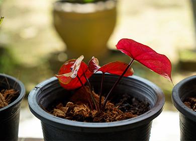 Caladium sprout in a pot