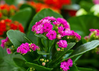 Pink Kalanchoe Flowers