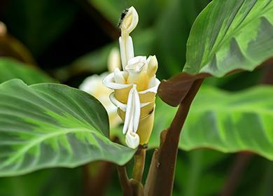 Prayer flower close up