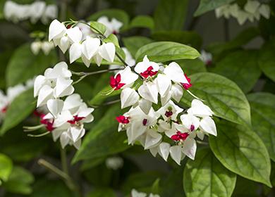 Tropical inflorescences close-up