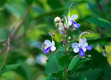 Blue Butterfly Flowers