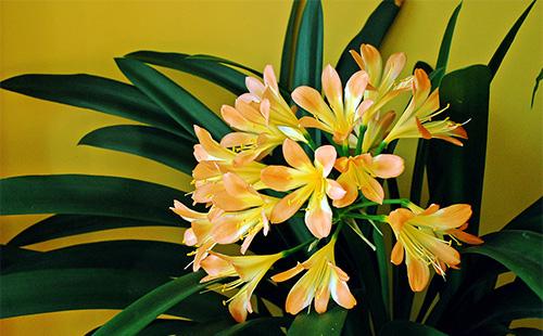 Clivia flowers