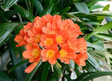 Blooming clivia
