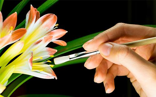 Clivia artificial pollination