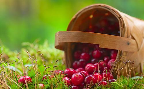 Basket with cranberries