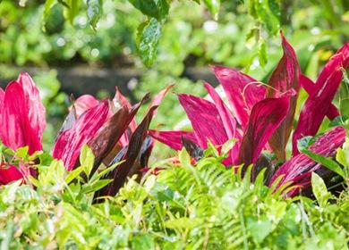 Bordeaux Cordilina leaves