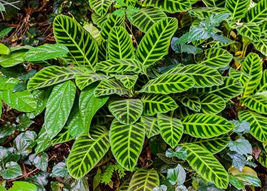 Leaves of Berl — Marx Ctenantes