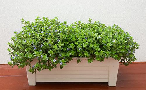 Kofeya in a rectangular pot