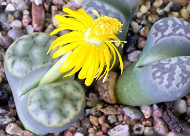 Yellow succulent flower
