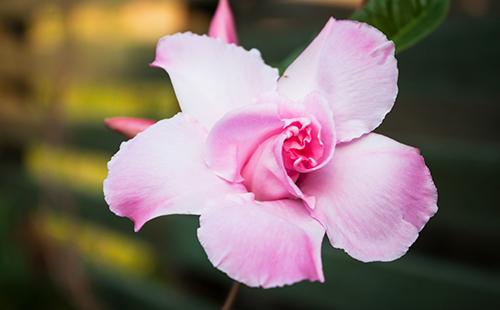 Pink flower close up
