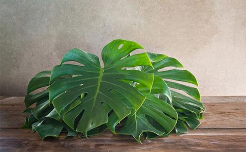 Monstera leaves
