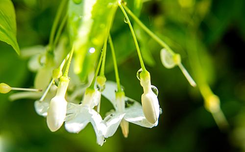 Jasmine Orange Flowers