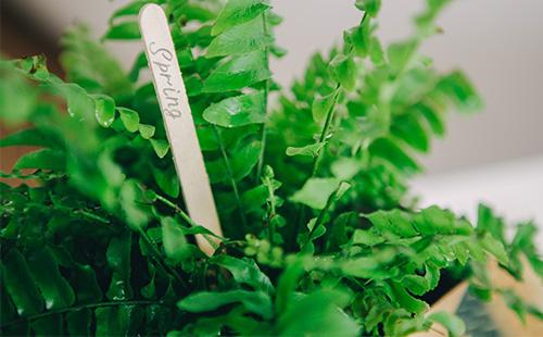 Nephrolepis in a pot