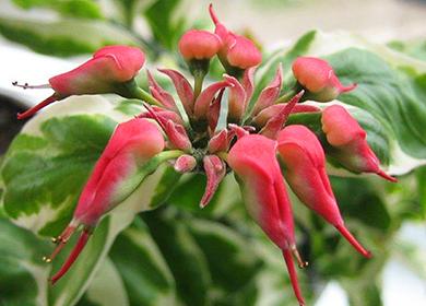 Blooming Devil's Ridge